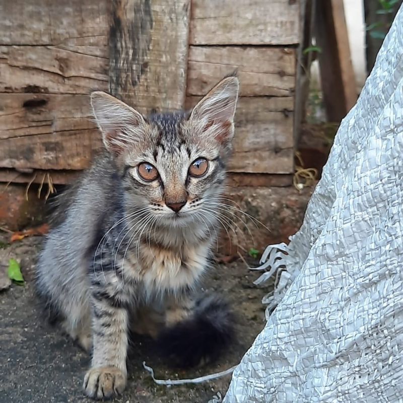 A K Bhat - Perfect High Resolution Vintage Images | Free Download